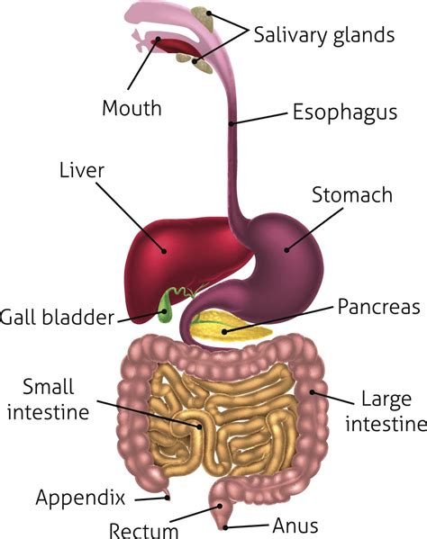 Parts Of Digestive System : Buy Human Organ System - Formic Model of ...