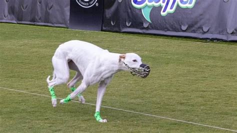 Reas the Whippet crowned Fastest Dog in America with speedy Winston in close pursuit | PetsRadar