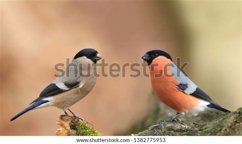 Male Female Eurasian Bullfinch Sits On Stock Photo (Edit Now) 1382775953