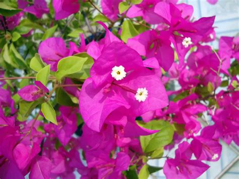 Bougainvillea Flower - Meaning and Interesting Facts – A to Z Flowers