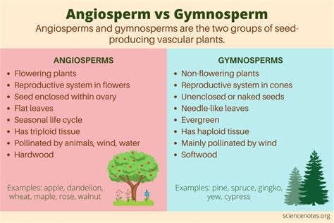 Angiosperm vs Gymnosperm