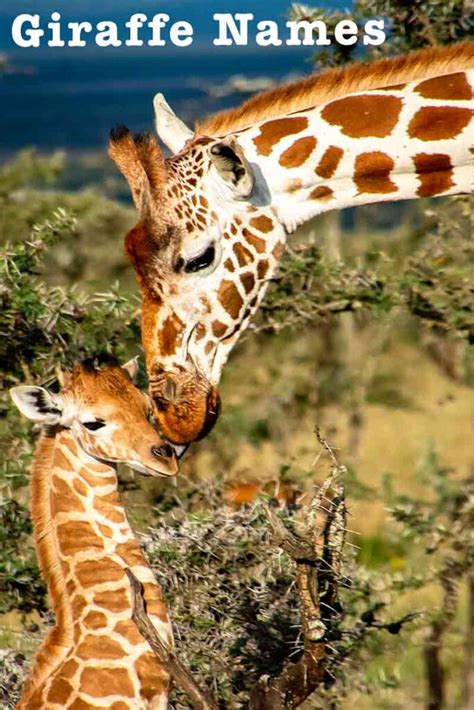 Giraffe Names - Over 300 Names Inspired By Height, Spots, And More