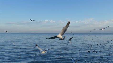 Birds Flying On The Ocean, Stock Footage | VideoHive