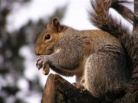 Squirrel eating peanut stock image. Image of squirrels - 1439163