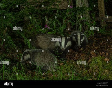 Badger (Meles meles), mother and cubs in woodland setting, Dumfries, SW ...