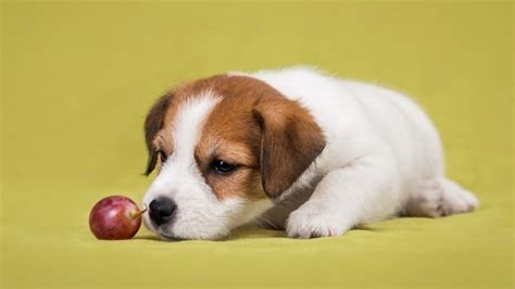 Can Dogs Eat Grapes? Toxicity and Health Risks - WeWantDogs