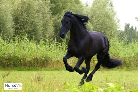 7 Graceful Black Horse Breeds You Need to See (W/ Pictures)