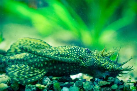 Bristlenose Catfish Free Stock Photo - Public Domain Pictures