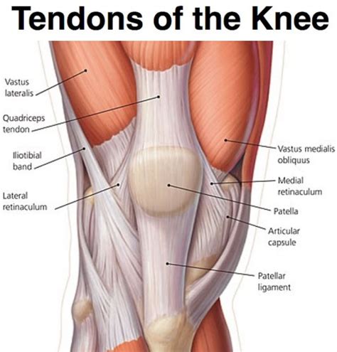 Tendons-of-the-knee