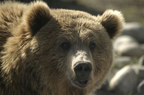 Yellowstone Bear World - Rexburg Online