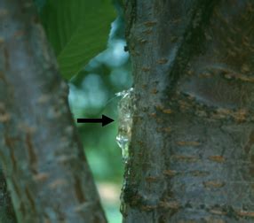 Bacterial Canker – Wisconsin Horticulture