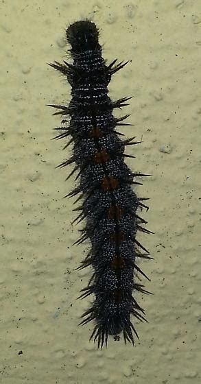 Black furry (spiny?) caterpillars all over my Southern California home ...