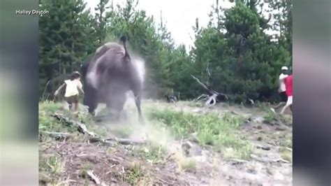 Florida girl injured in bison attack at Yellowstone National Park - YouTube