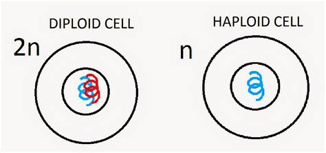 #31 Control of cell division, Stem cell, Haploid and Diploid cells ...