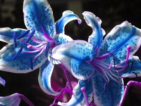 Blue Stargazer | Lily seeds, Large flower arrangements, Lily plants