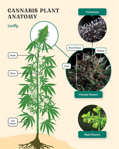 Marijuana plant anatomy and life cycles