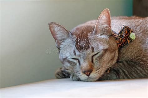 Cat sleeping on sofa. stock image. Image of adorable - 112456141