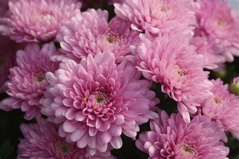 Pink Chrysanthemum Flower Meaning, Symbolism & Spiritual Significance ...