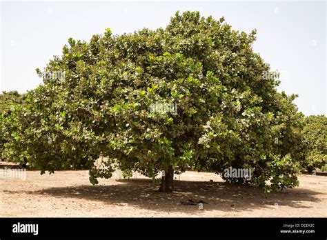 Cashew Nut Fruit Tree