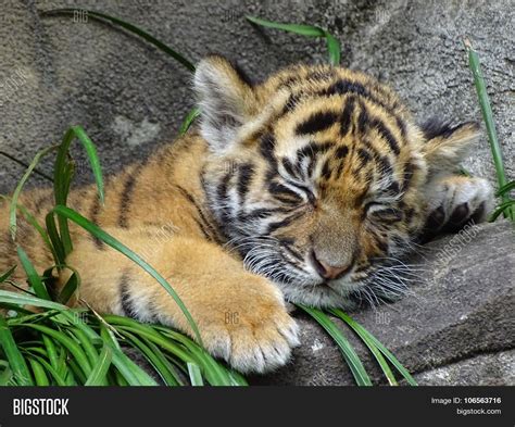 Sleeping Tiger Cub Image & Photo (Free Trial) | Bigstock