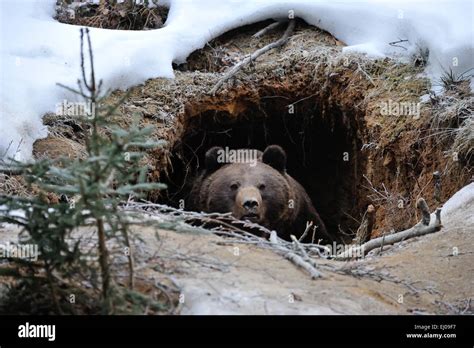 Bear Hibernating In Cave