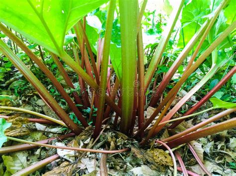 Giant Rhubarb stock image. Image of stands, plant, tall - 72771671