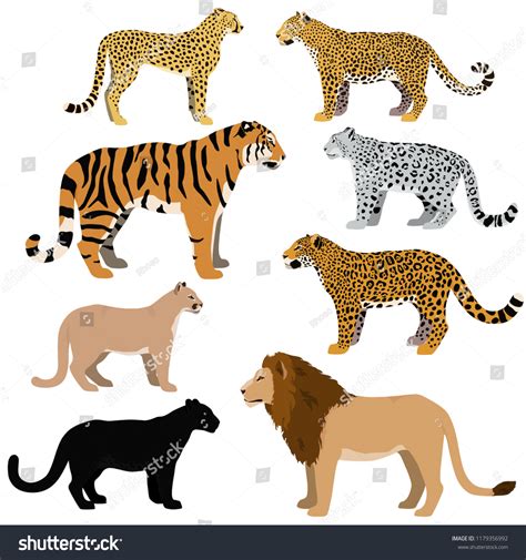 Tiger Vs Leopard Size