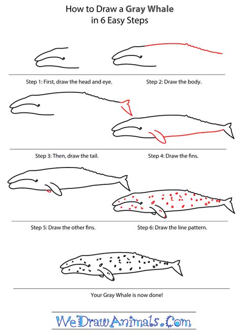 Gray whale, Whale, Doodle art for beginners