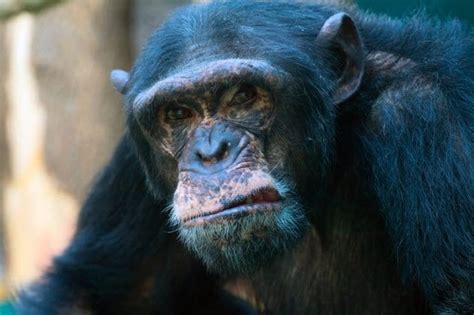 Chimpanzee Strength Vs Human