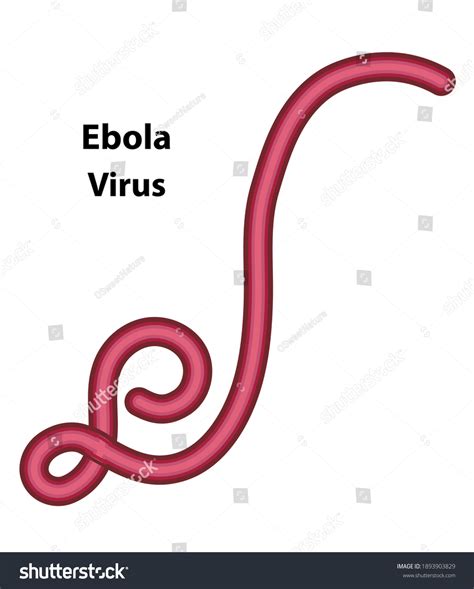 Ebola Virus Illustration External Structures Ebola Stock Vector (Royalty Free) 1893903829 ...