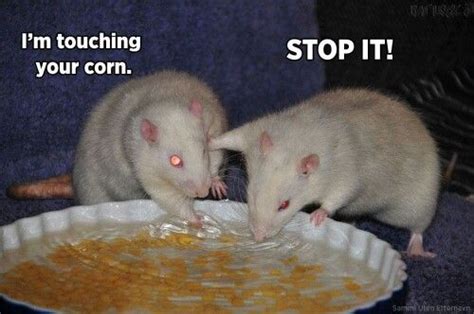 Stop touching | Cute rats, Pet rats, Funny rats