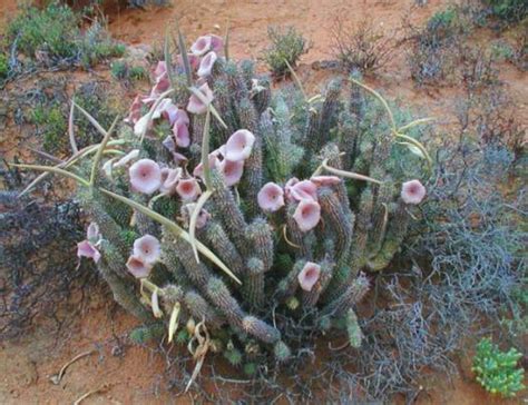 Hoodia health benefits, hoodia tea benefits – | myhomemadehappiness.com