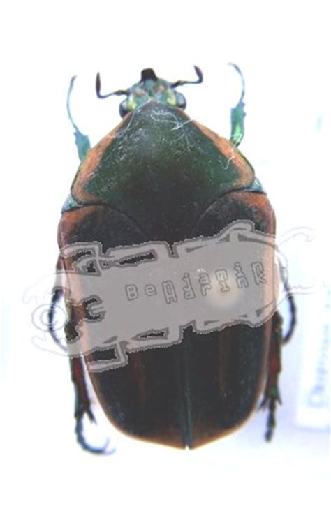 Cotinis nitida - Ben's Beetle Breeding Pages