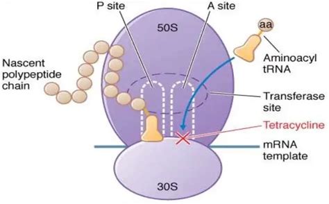 Tetracyclines: Mode of Action and Mechanism of Resistance • Microbe Online