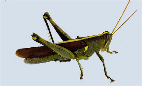 The Beautiful but Elusive Obscure Bird Grasshopper – What Next ...