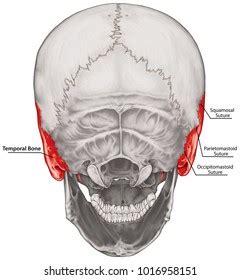 Occipital Bone Cranium Bones Head Skull Stock Illustration 1016961634 ...