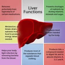 Importance of Liver Function - Assignment Point