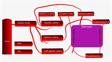 Blood Supply Stomach Schematic - Stomach Blood Supply Diagram, HD Png Download - kindpng