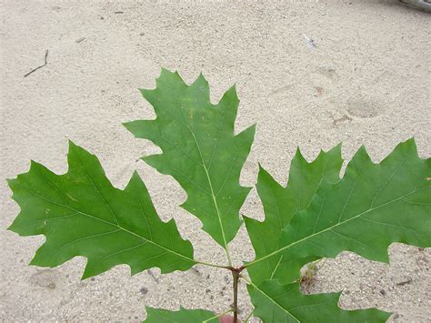 Quercus rubra (northern red oak): Go Botany