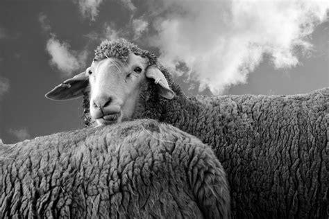 Sheep are smarter than we think and can recognize human faces from ...