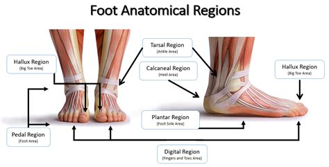 Anatomical Regions - SCIENTIST CINDY