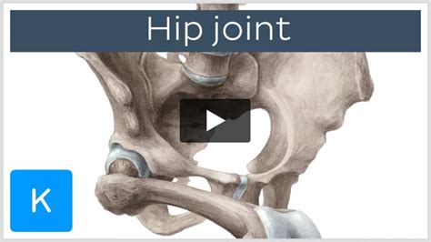 Acetabular labrum: Anatomy and function | Kenhub