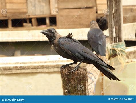 Raven closeup stock photo. Image of standing, dark, detail - 39056218