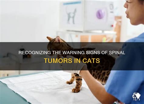 Recognizing The Warning Signs Of Spinal Tumors In Cats | PetShun