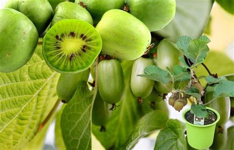 How to Grow a Young Kiwi Tree in a Pot - Gardener's School