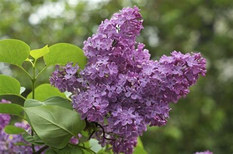 Lilac Care – Growing And Planting Lilac Bush Plants | Lilac bushes, Lilac plant, Prune lilac bush