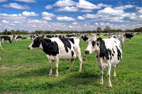 Australian Dairy Farmers statement on re-regulating the dairy industry | Small Farms Magazine ...