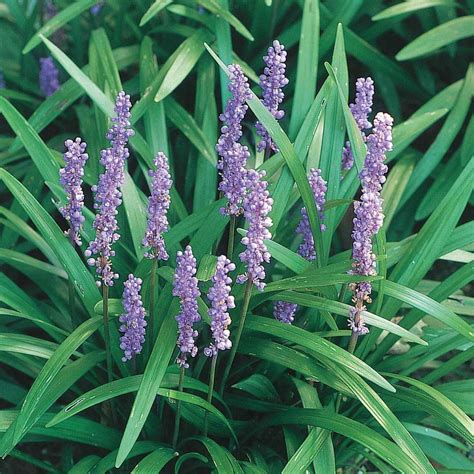 Spring Hill Nurseries Green Liriope Live Bareroot Perennial Groundcover ...