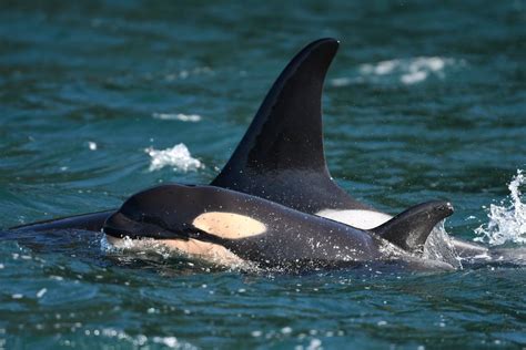 New orca baby born to southern resident L pod | The Seattle Times