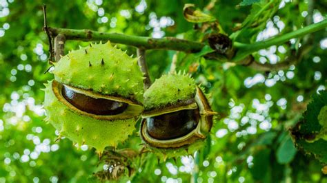 Do Conkers Keep Spiders Away? - Woodland Trust